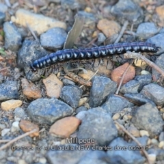 Paradoxosomatidae sp. (family) at Ulladulla, NSW - 11 Jun 2019 by CharlesDove