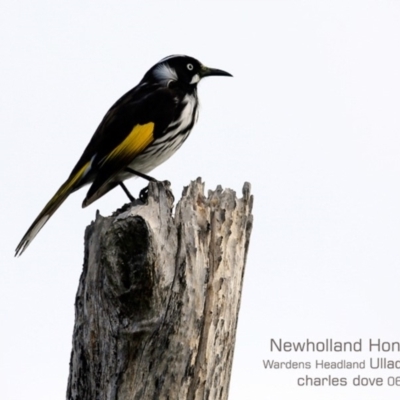 Phylidonyris novaehollandiae (New Holland Honeyeater) at Coomee Nulunga Cultural Walking Track - 12 Jun 2019 by CharlesDove