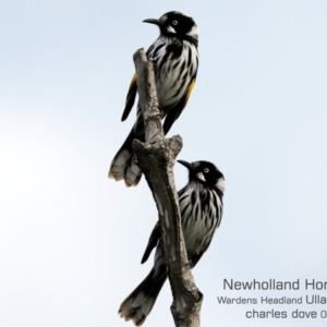 Phylidonyris novaehollandiae at Ulladulla, NSW - 12 Jun 2019