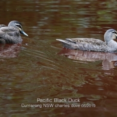 Anas superciliosa (Pacific Black Duck) at Currarong - Abrahams Bosom Beach - 12 Jun 2019 by CharlesDove