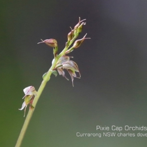 Acianthus fornicatus at Beecroft Peninsula, NSW - 13 Jun 2019