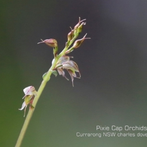 Acianthus fornicatus at Beecroft Peninsula, NSW - suppressed