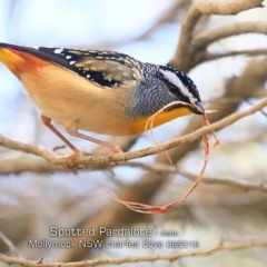 Pardalotus punctatus (Spotted Pardalote) at Mollymook Beach, NSW - 12 Jun 2019 by CharlesDove