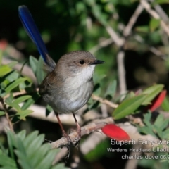 Malurus cyaneus (Superb Fairywren) at Coomee Nulunga Cultural Walking Track - 12 Jun 2019 by CharlesDove