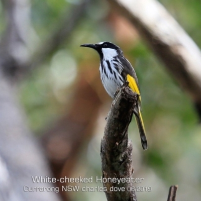 Phylidonyris niger (White-cheeked Honeyeater) at Beecroft Peninsula, NSW - 12 Jun 2019 by Charles Dove