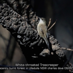 Cormobates leucophaea (White-throated Treecreeper) at Ulladulla Wildflower Reserve - 14 Jun 2019 by CharlesDove