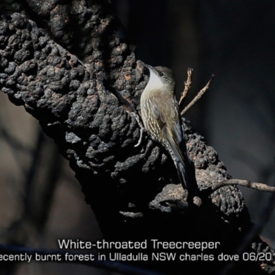 Cormobates leucophaea (White-throated Treecreeper) at Ulladulla Wildflower Reserve - 14 Jun 2019 by CharlesDove