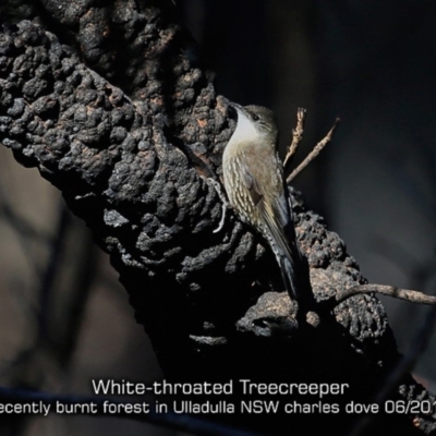 Cormobates leucophaea (White-throated Treecreeper) at Ulladulla Wildflower Reserve - 13 Jun 2019 by Charles Dove