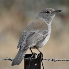 Colluricincla harmonica (Grey Shrikethrush) at Point Hut to Tharwa - 18 Jun 2019 by JohnBundock