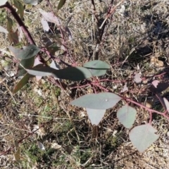 Papyrius nitidus at Symonston, ACT - suppressed