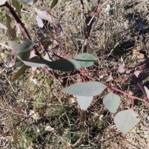 Papyrius nitidus at Symonston, ACT - suppressed