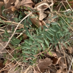 Vicia hirsuta (Hairy Vetch) at Reid, ACT - 18 Jun 2019 by JanetRussell