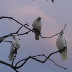 Cacatua sanguinea (Little Corella) at Hughes, ACT - 20 Jun 2019 by JackyF