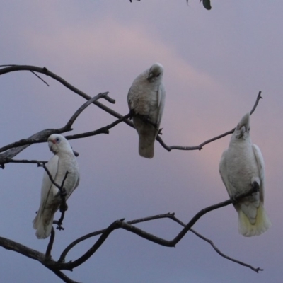 Cacatua sanguinea (Little Corella) at Hughes, ACT - 20 Jun 2019 by JackyF