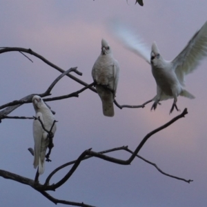 Cacatua sanguinea at Hughes, ACT - 20 Jun 2019