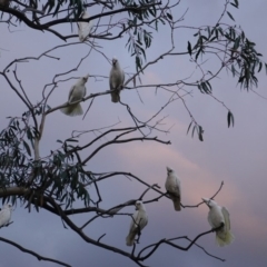 Cacatua sanguinea at Hughes, ACT - 20 Jun 2019