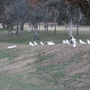 Cacatua sanguinea at Hughes, ACT - 20 Jun 2019