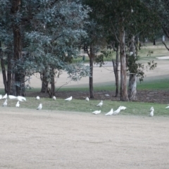 Cacatua sanguinea at Hughes, ACT - 20 Jun 2019