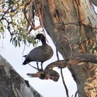 Chenonetta jubata (Australian Wood Duck) at Red Hill to Yarralumla Creek - 20 Jun 2019 by JackyF