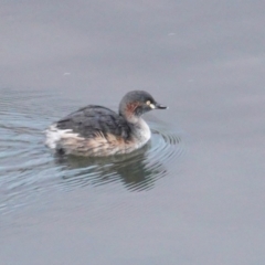 Tachybaptus novaehollandiae (Australasian Grebe) at Federal Golf Course - 20 Jun 2019 by JackyF