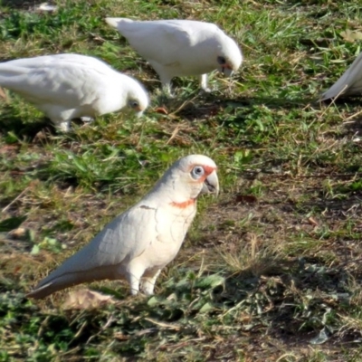 Cacatua tenuirostris (Long-billed Corella) at Gowrie, ACT - 20 Jun 2019 by RodDeb