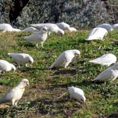 Cacatua tenuirostris at Gowrie, ACT - 20 Jun 2019