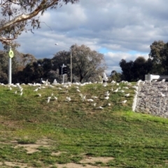 Cacatua tenuirostris at Gowrie, ACT - 20 Jun 2019