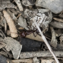 Notoncus gilberti (Smooth Epaulet Ant) at Illilanga & Baroona - 2 Nov 2018 by Illilanga