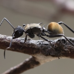 Polyrhachis ammon (Golden-spined Ant, Golden Ant) at Illilanga & Baroona - 2 Nov 2018 by Illilanga