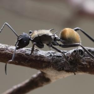 Polyrhachis ammon at Michelago, NSW - 2 Nov 2018 02:10 PM