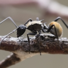 Polyrhachis ammon at Michelago, NSW - 2 Nov 2018