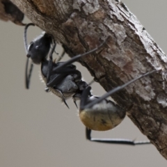 Polyrhachis ammon at Michelago, NSW - 2 Nov 2018 02:10 PM