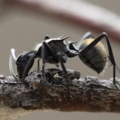 Polyrhachis ammon at Michelago, NSW - 2 Nov 2018