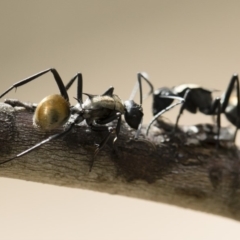 Polyrhachis ammon at Michelago, NSW - 2 Nov 2018 02:10 PM