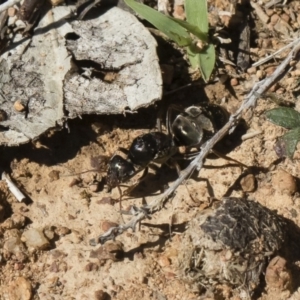 Iridomyrmex purpureus at Michelago, NSW - 23 Dec 2018