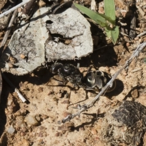 Iridomyrmex purpureus at Michelago, NSW - 23 Dec 2018 03:27 PM