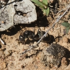 Iridomyrmex purpureus at Michelago, NSW - 23 Dec 2018 03:27 PM