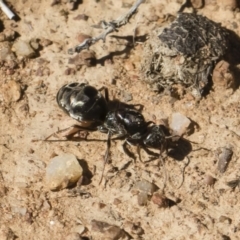 Iridomyrmex purpureus at Michelago, NSW - 23 Dec 2018 03:27 PM