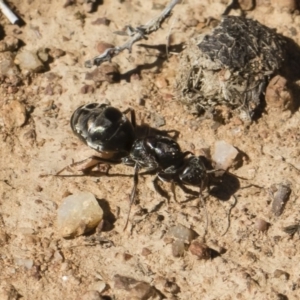 Iridomyrmex sp. (genus) at Michelago, NSW - 23 Dec 2018