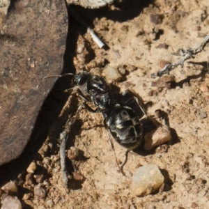 Iridomyrmex purpureus at Michelago, NSW - 23 Dec 2018 03:27 PM