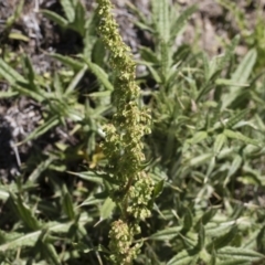 Rumex crispus (Curled Dock) at Illilanga & Baroona - 3 Dec 2018 by Illilanga