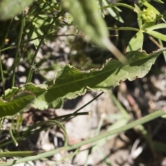 Rumex crispus at Michelago, NSW - 3 Dec 2018