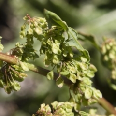 Rumex crispus at Michelago, NSW - 3 Dec 2018