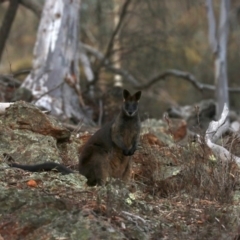 Wallabia bicolor (Swamp Wallaby) at Mount Ainslie - 20 Jun 2019 by jb2602