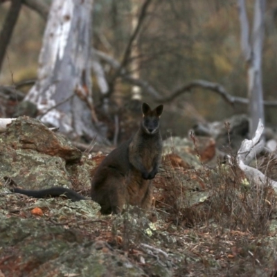 Wallabia bicolor (Swamp Wallaby) at Majura, ACT - 20 Jun 2019 by jb2602