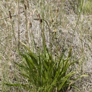 Plantago lanceolata at Michelago, NSW - 25 Nov 2018 09:11 AM