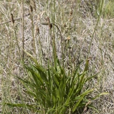 Plantago lanceolata (Ribwort Plantain, Lamb's Tongues) at Michelago, NSW - 25 Nov 2018 by Illilanga