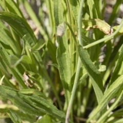 Plantago lanceolata at Michelago, NSW - 25 Nov 2018 09:11 AM