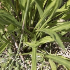 Plantago lanceolata at Michelago, NSW - 25 Nov 2018 09:11 AM