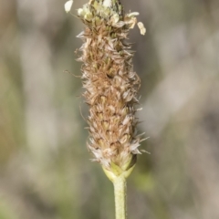 Plantago lanceolata at Michelago, NSW - 25 Nov 2018 09:11 AM